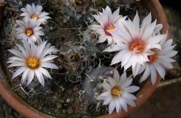 Turbinicarpus_macrochele